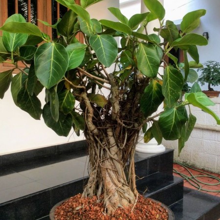 Фикус Бенгальский или Ficus BENGHALENSIS