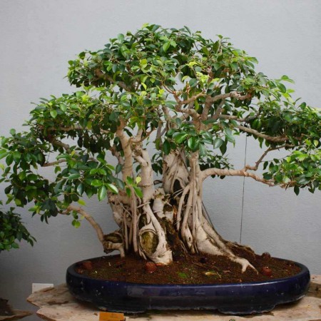 Фикус Бенджамина или Ficus BENJAMINA