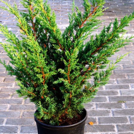 Можжевельник Китайский (Juniperus Chinensis)