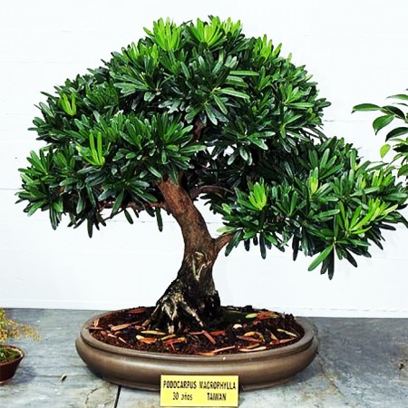 Подокарпус  (Podocarpus Gracilior или Ногоплодник)