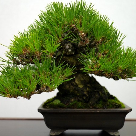 Японская черная сосна (Pinus thunbergiana)
